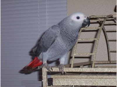 Harga African Grey Parrot Terlengkap Terbaru 2016