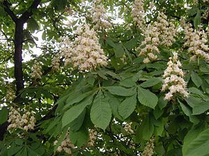 Sapindaceae Evolusi Dan Keragaman Tumbuhan Buah  Edibel 