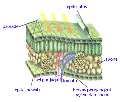  Gambar  Struktur Fungsi  Kloroplas Kliksma Gambar  Daun  