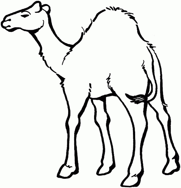 Zoo Animals Coloring Pages With Zoo Animals Coloring Pages For Preschoolers