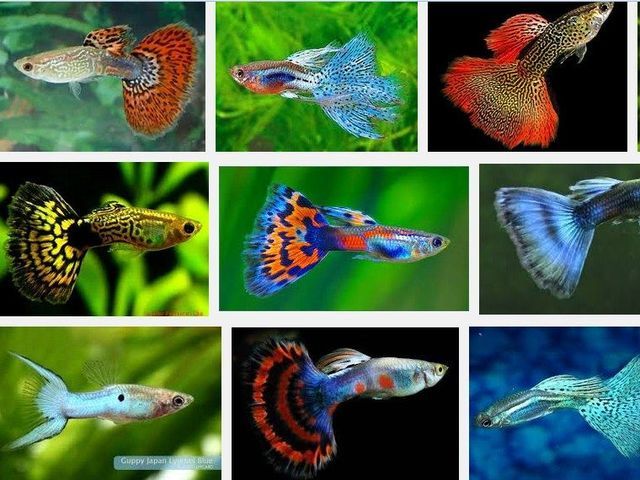  Gambar  Ikan  Guppy  Hias dan Got atau Parit dari Lokal Indonesia