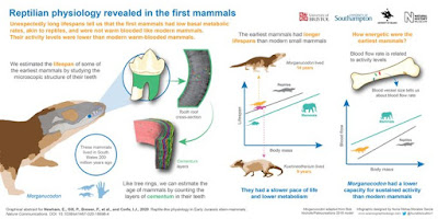 "Reptilian physiology revealed in the first mammals" infographic
