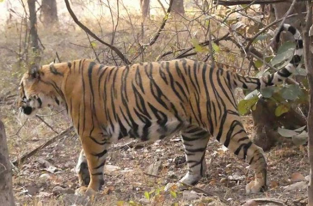 Ranthambore tiger T-104