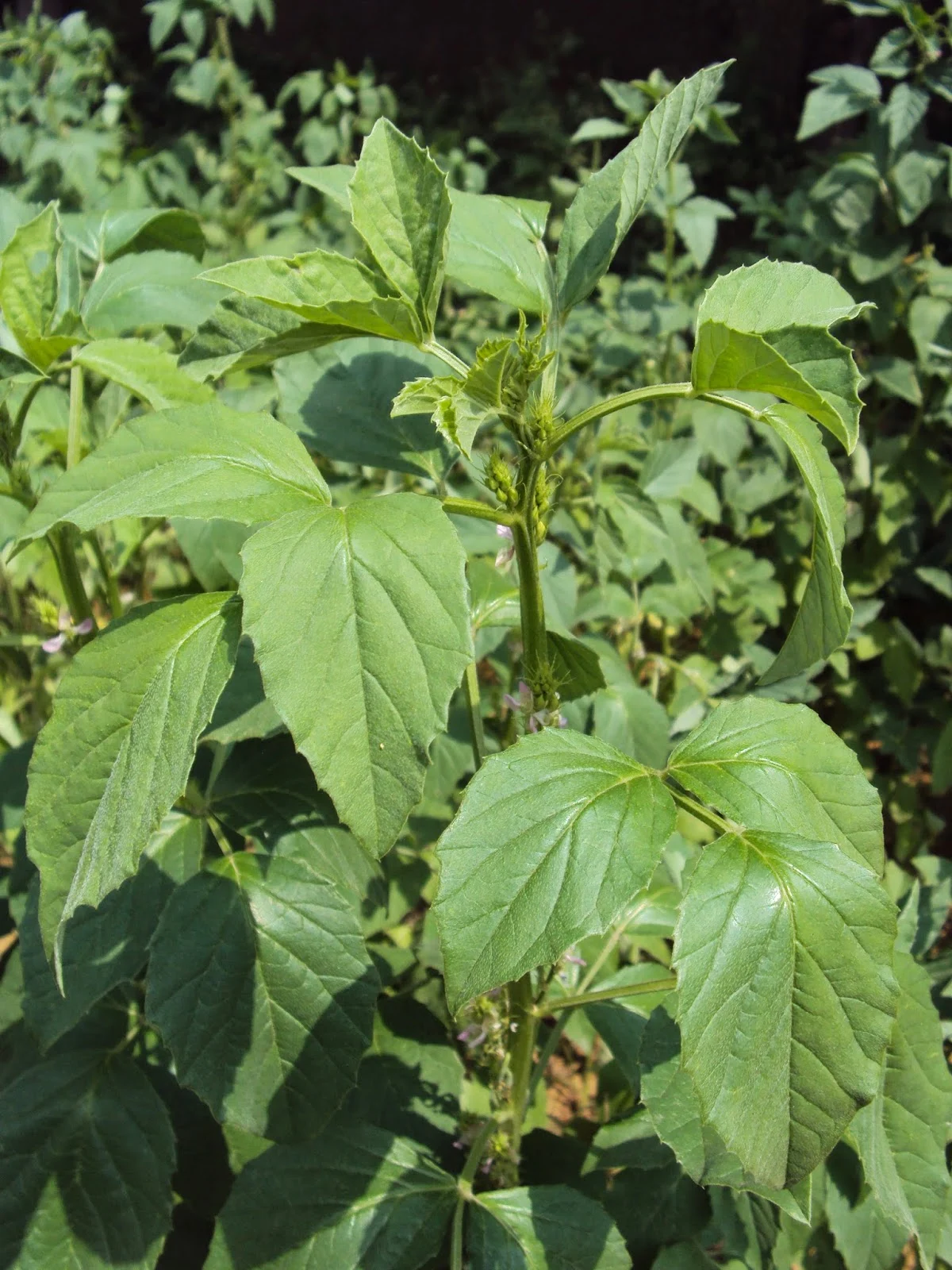 Guar seed ( Guar Gum Cultivation in India)