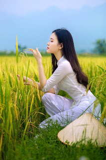 Á khôi Sinh viên Việt Nam khoe nét xuân thì bên cánh đồng lúa