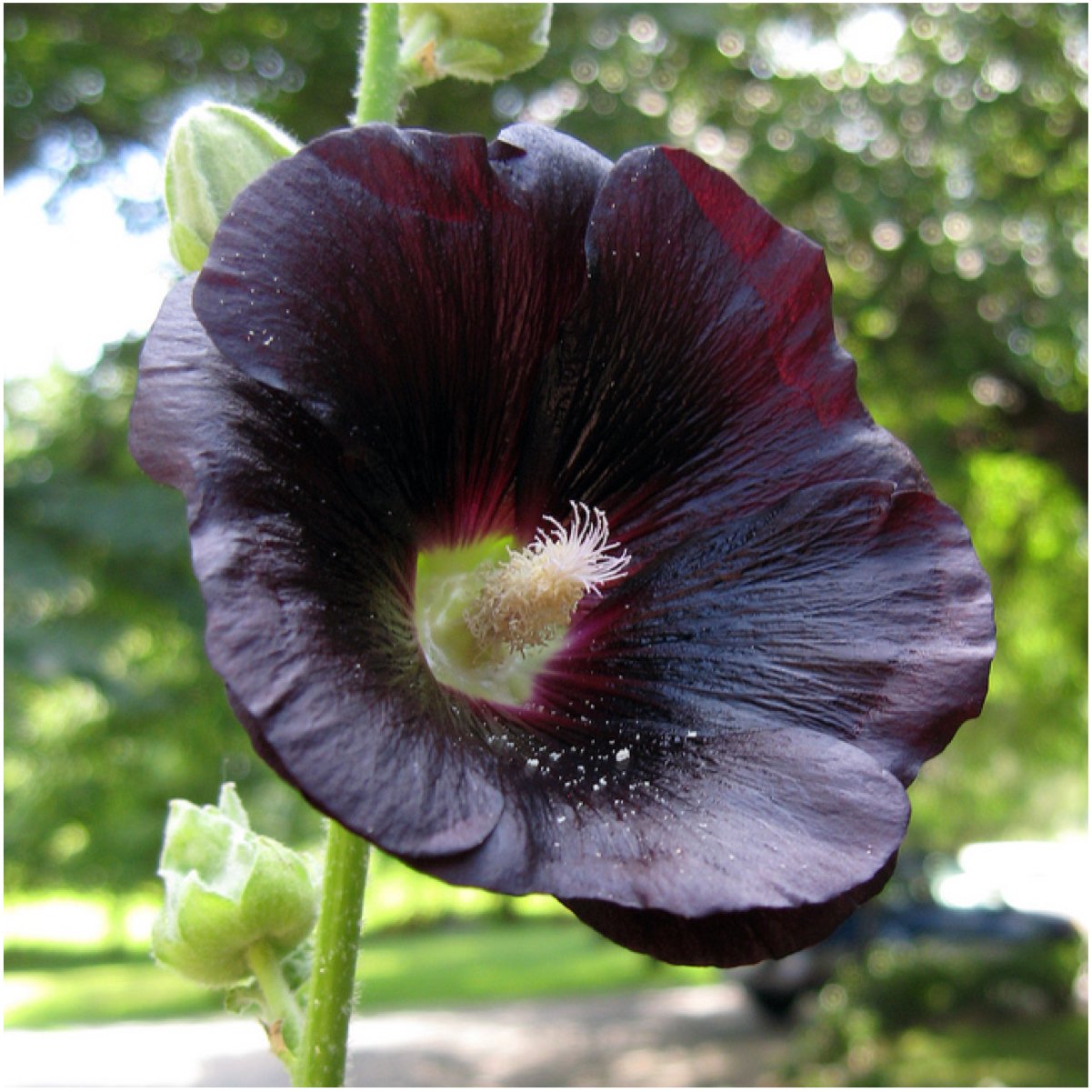Black Hollyhock is a gorgeous, deep mahogany colored flower which blooms through the summer months. The plants stand to a towering height of roughly 60 inches tall, displaying several, almost black blooms along it's erect stems.