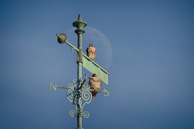 Red-tailed hawk pair with moon rising behind them.