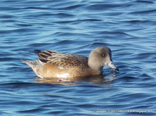 American Wigeon, 11/13/10, Salt Pannes, Parker River NWR