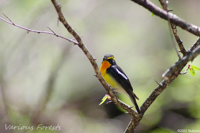 Narcissus Flycatcher, キビタキ