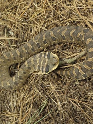 Hognose snakes: Characteristics, Behaviour, Distribution and Poison