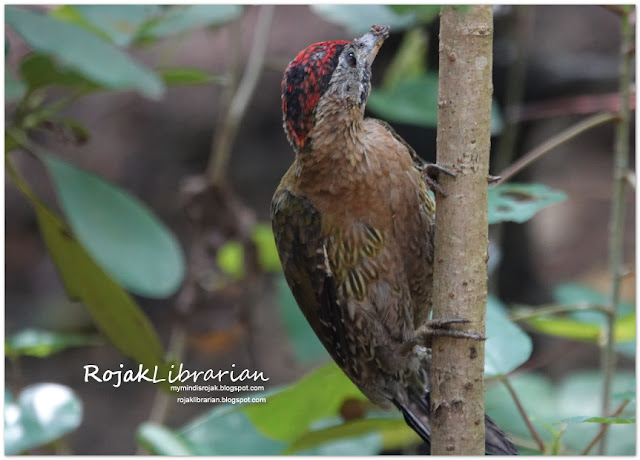 Laced Woodpecker (male)