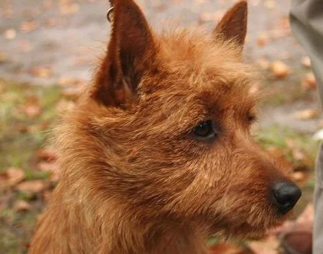 Avustralya Terrier Köpeği (Australian Terrier) Hakkında Bilgiler