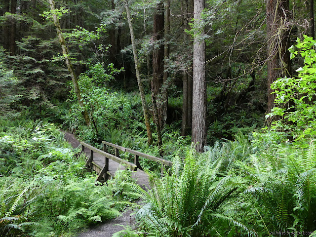 bridge through the growth