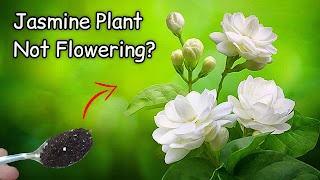 Why-Is-My-Jasmine-Not-Flowering