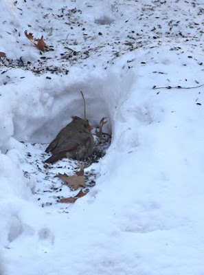 female Cardinal feeding at seeds on the snow