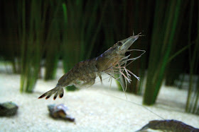 http://advocate.gaalliance.org/natural-feed-additive-improves-shrimp-productivity/