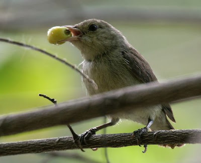 Burung Terkecil di Dunia