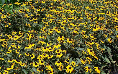 Beautiful Sunflower Widescreen HD Wallpaper 3