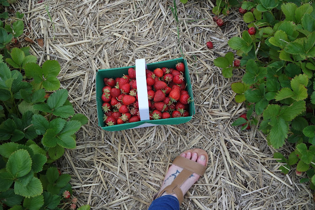 Strawberry Picking - Spilman Farm - York - Summer