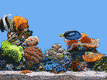 peces