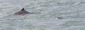 Bottlenose Dolphin (Tursiops truncatus)