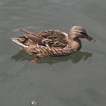 female duck