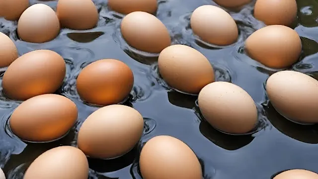 egg sink test, test for eggs in water, test a egg in water, egg float test, egg water test, float test on eggs,