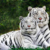 White Tiger Wallpapers