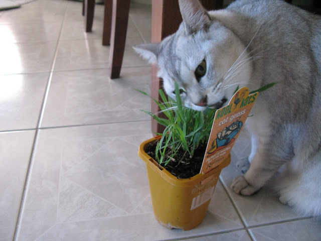 Cat grass om nom nom by chris.jervis from flickr (CC-NC)