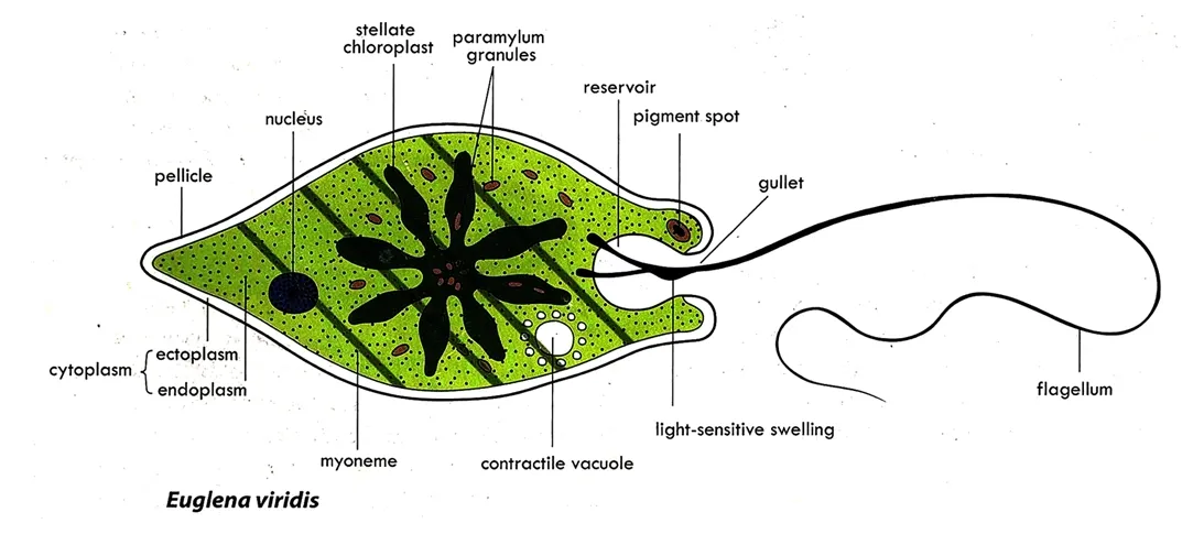 drawing of Euglena