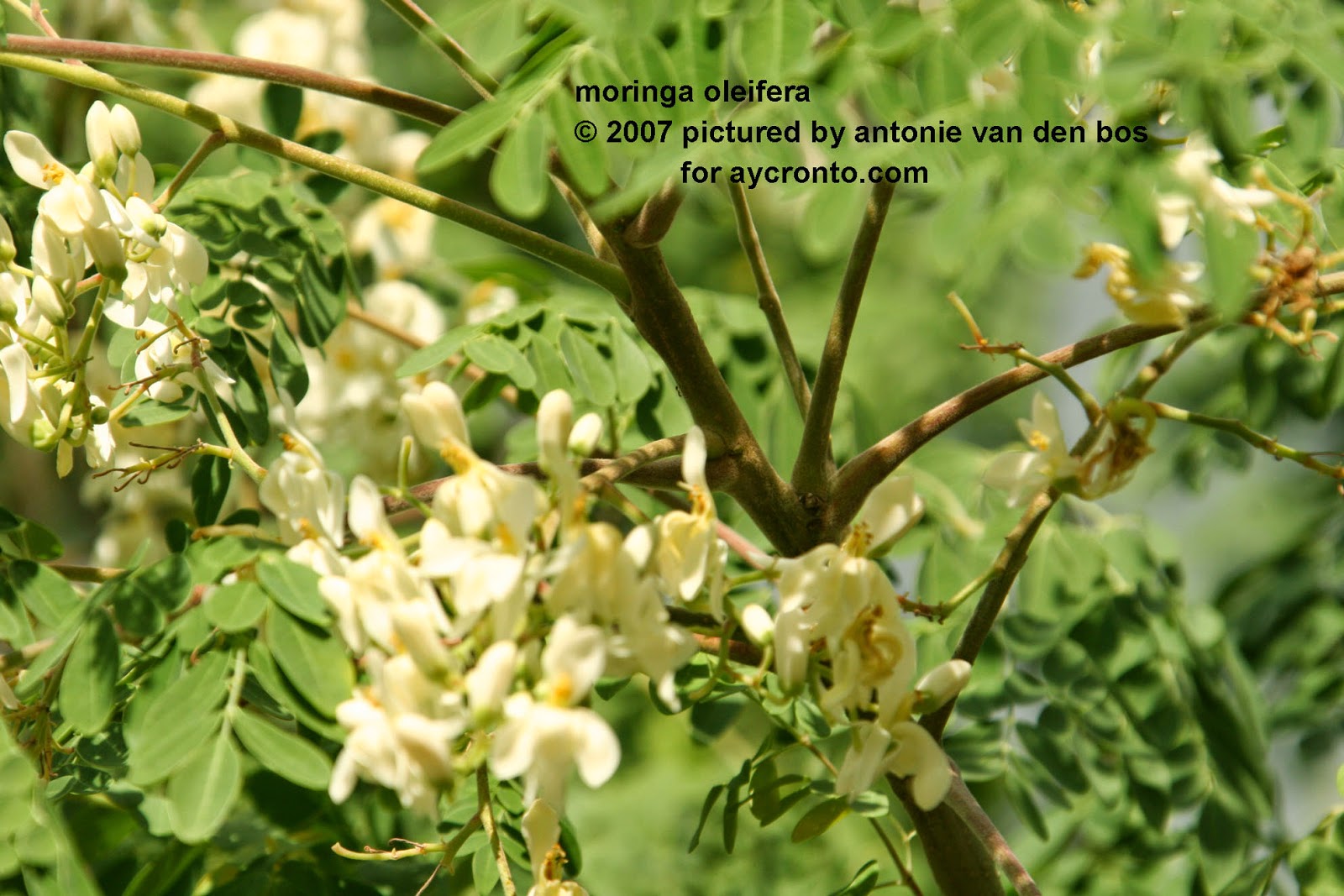 اشجار المورنجا Moringa oleifera