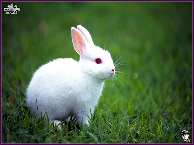 hd wallpapers of rabbits