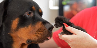 Rottweiler adopts kittens