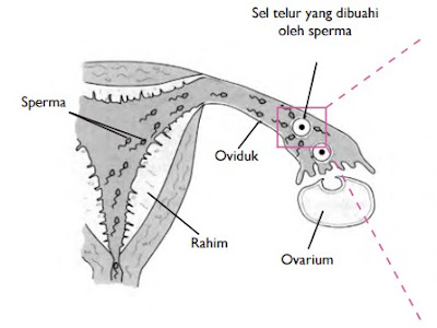 Sel Telur Yang Dibuahi Oleh Sperma