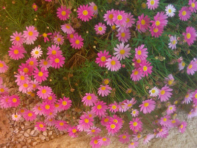 margaritas gerbera