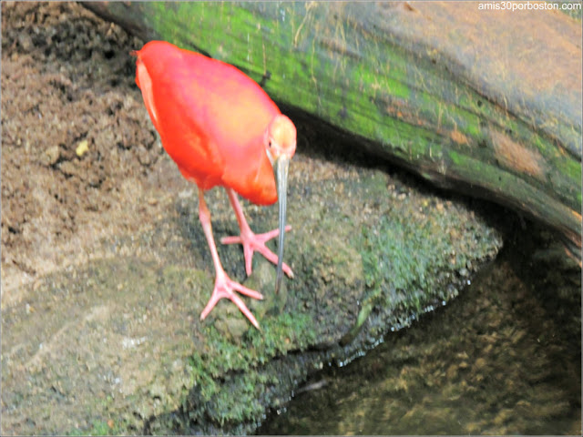  Selva Tropical del Biodôme: Garza Roja