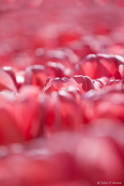 Tulipani al parco Keukenhof