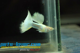 Jual Albino Platinum Gold  Guppy,  Harga Albino Platinum Gold  Guppy,  Toko Albino Platinum Gold  Guppy,  Diskon Albino Platinum Gold  Guppy,  Beli Albino Platinum Gold  Guppy,  Review Albino Platinum Gold  Guppy,  Promo Albino Platinum Gold  Guppy,  Spesifikasi Albino Platinum Gold  Guppy,  Albino Platinum Gold  Guppy Murah,  Albino Platinum Gold  Guppy Asli,  Albino Platinum Gold  Guppy Original,  Albino Platinum Gold  Guppy Jakarta,  Jenis Albino Platinum Gold  Guppy,  Budidaya Albino Platinum Gold  Guppy,  Peternak Albino Platinum Gold  Guppy,  Cara Merawat Albino Platinum Gold  Guppy,  Tips Merawat Albino Platinum Gold  Guppy,  Bagaimana cara merawat Albino Platinum Gold  Guppy,  Bagaimana mengobati Albino Platinum Gold  Guppy,  Ciri-Ciri Hamil Albino Platinum Gold  Guppy,  Kandang Albino Platinum Gold  Guppy,  Ternak Albino Platinum Gold  Guppy,  Makanan Albino Platinum Gold  Guppy,  Albino Platinum Gold  Guppy Termahal,  Adopsi Albino Platinum Gold  Guppy,  Jual Cepat Albino Platinum Gold  Guppy, 