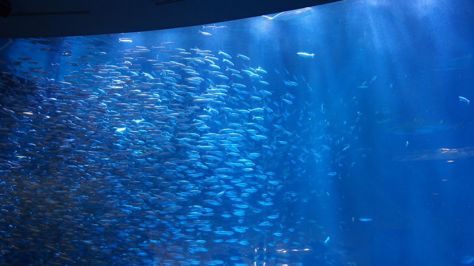 30センチ四方の海 名古屋港水族館に行ってきました