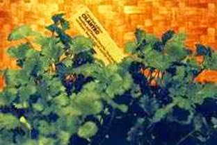 clip_image002
