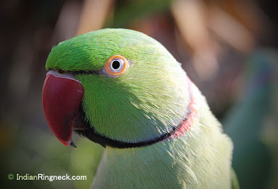 Foto Burung  Indian Ringneck