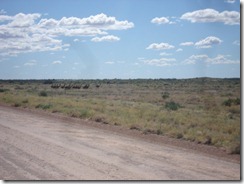 The Birdsville Track