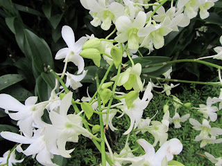 Orchids, National Orchid Garden, Singapore