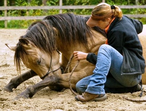 Recipes for horse cookies