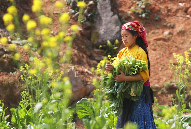  Cuộc sống trên cao nguyên đá Hà Giang 3