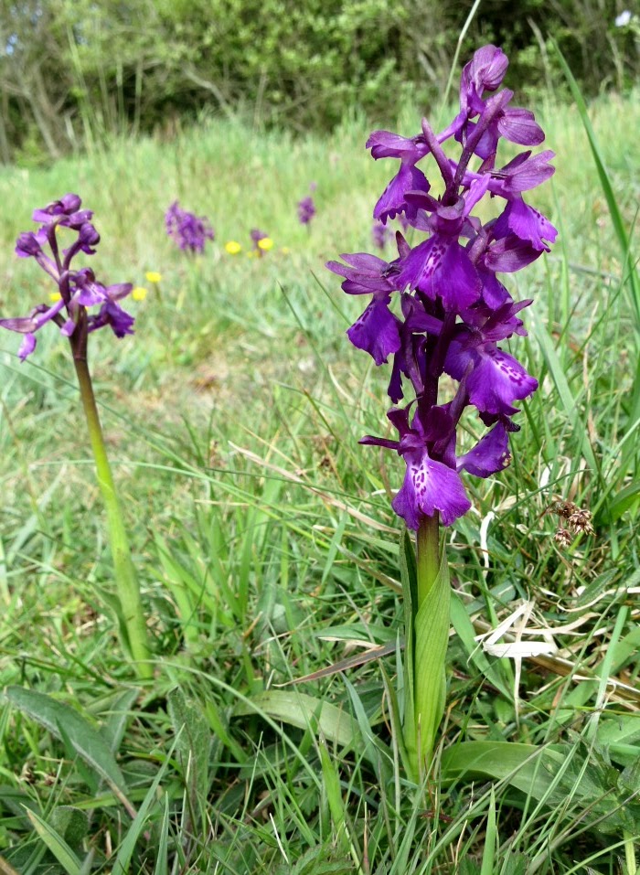 Une Orchis résultant de l'hybridation d'une orchidée fleur lâche avec une orchidée bouffon