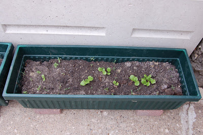 Container Lettuce Garden Babies Butterhead Seedlings