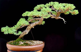 Style of Bonsai