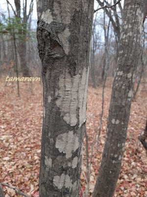 Клён ложнозибольдов (Acer pseudosieboldianum)