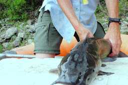 Catfish Fry